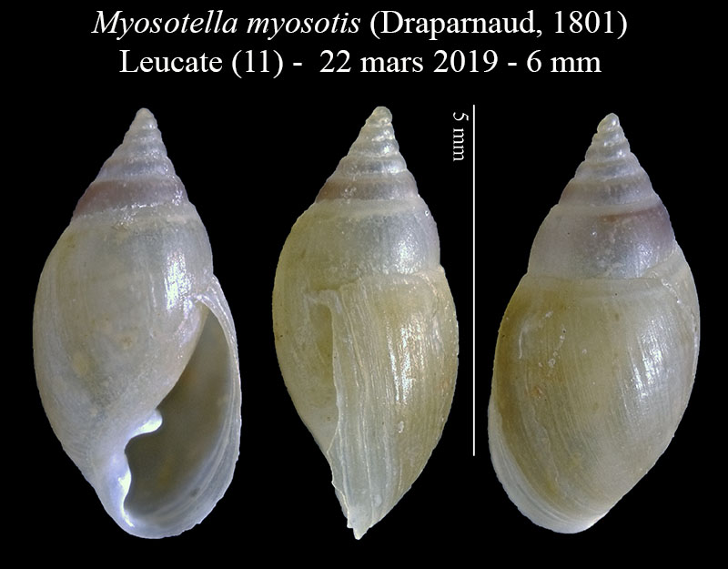 Myosotella myosotis #58705