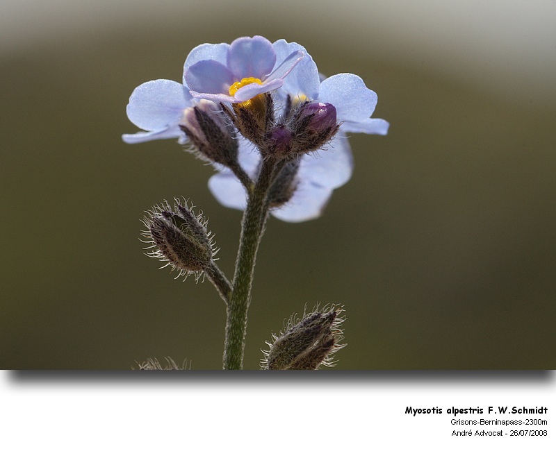 Myosotis alpestris F.W.Schmidt #5182