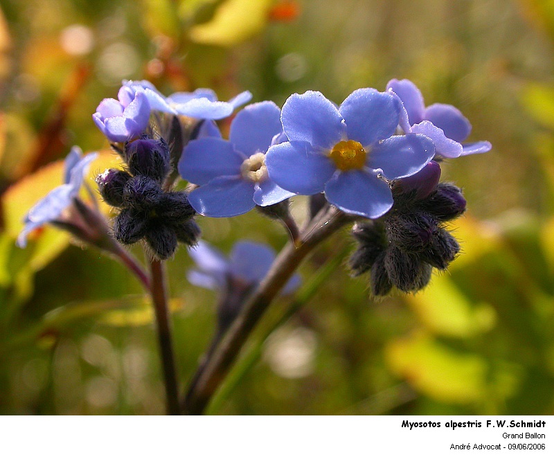 Myosotis alpestris F.W.Schmidt #5183