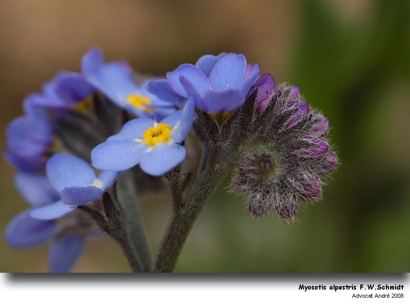 Myosotis alpestris F.W.Schmidt #5181