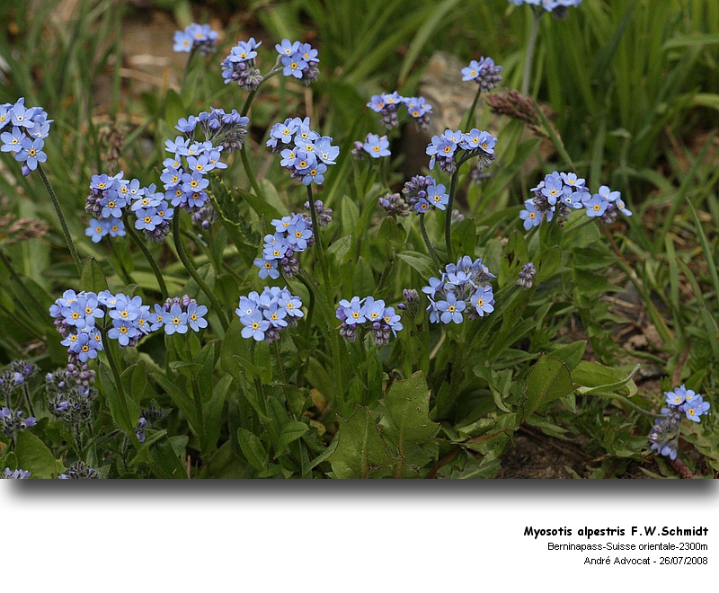 Myosotis alpestris F.W.Schmidt #5180