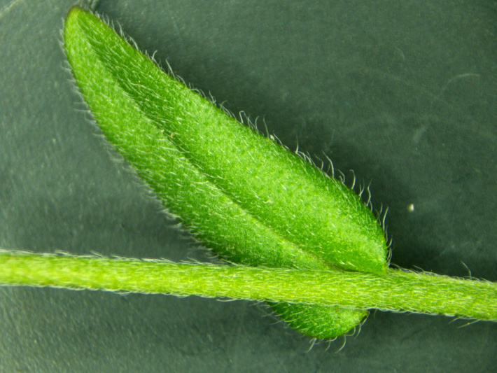 Myosotis arvensis (L.) Hill, 1764 - Myosotis des champs #74564