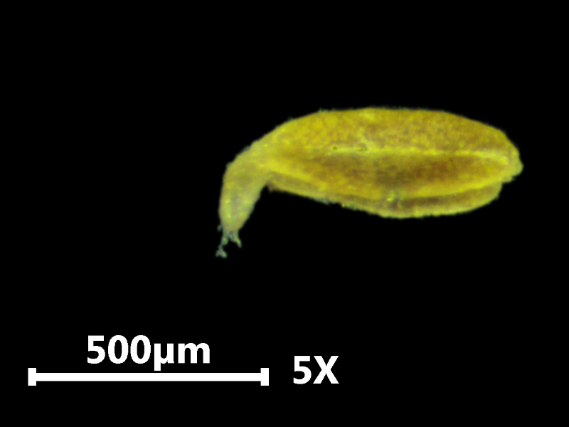 Myosotis arvensis (L.) Hill, 1764 - Myosotis des champs #74574