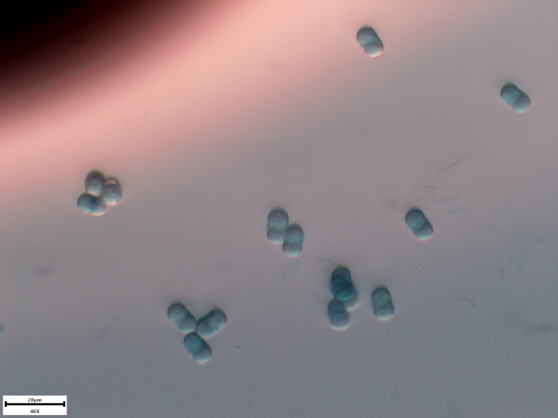Myosotis arvensis (L.) Hill, 1764 - Myosotis des champs #74580