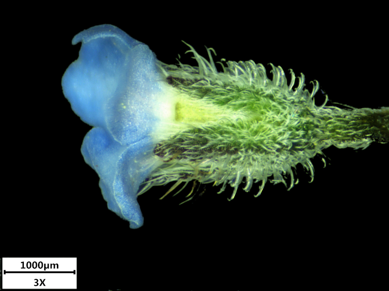 Myosotis arvensis (L.) Hill, 1764 - Myosotis des champs #74569