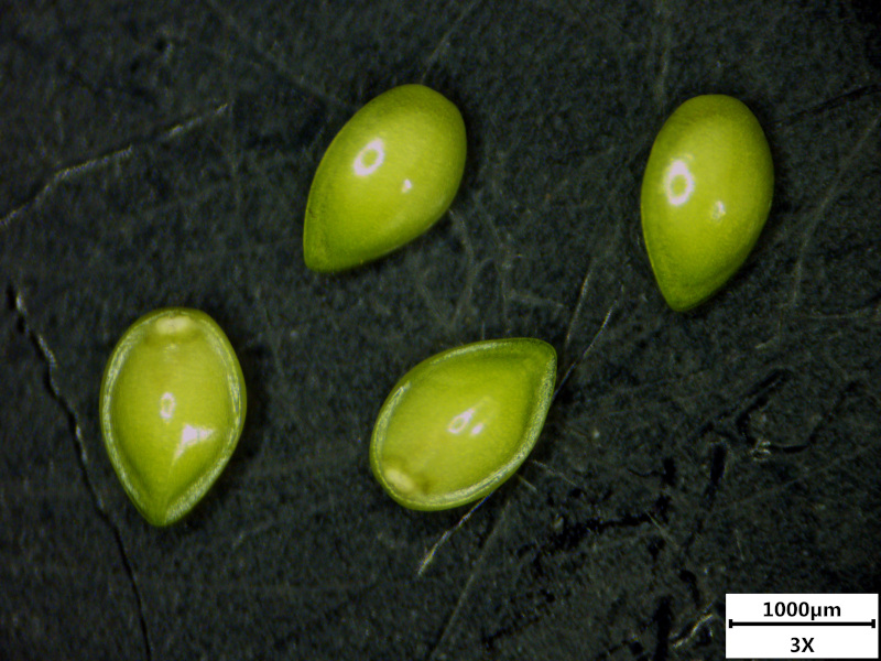 Myosotis arvensis (L.) Hill, 1764 - Myosotis des champs #74576