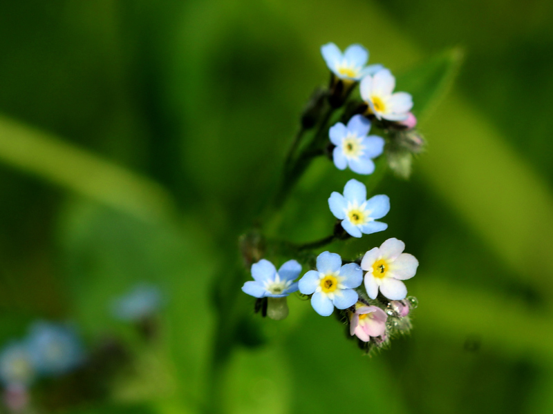 Myosotis arvensis (L.) Hill, 1764 - Myosotis des champs #74577