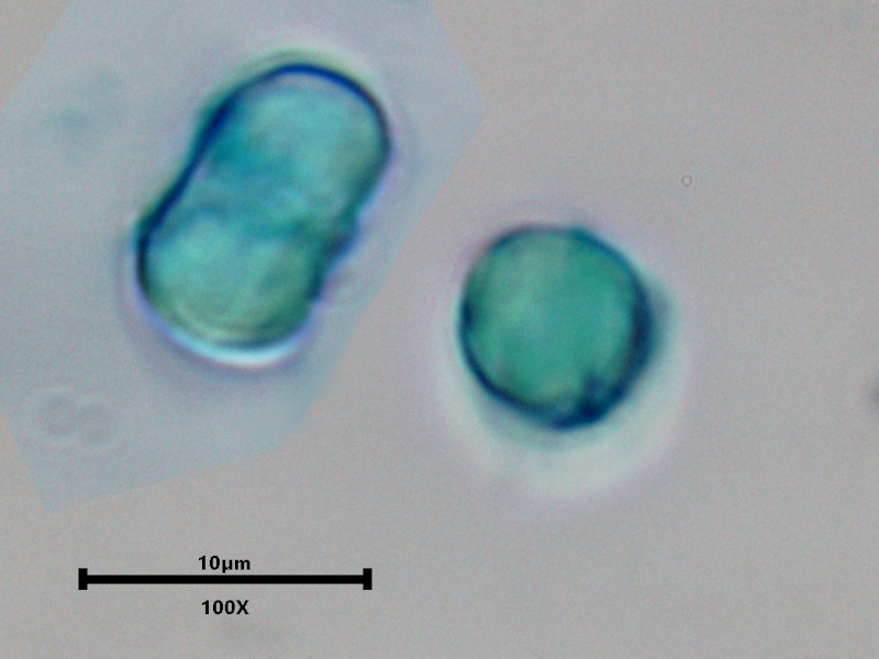 Myosotis arvensis (L.) Hill, 1764 - Myosotis des champs #74581