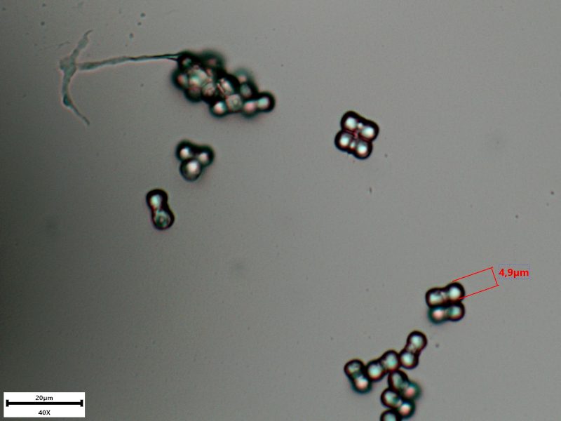 Myosotis arvensis (L.) Hill, 1764 - Myosotis des champs #74578