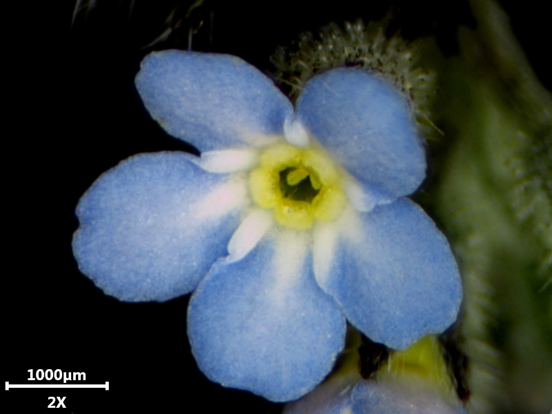 Myosotis arvensis (L.) Hill, 1764 - Myosotis des champs #74570