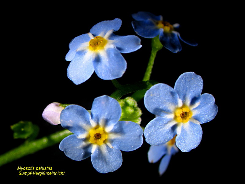 Myosotis Palustris un autre  ne m´oublie pas #4074