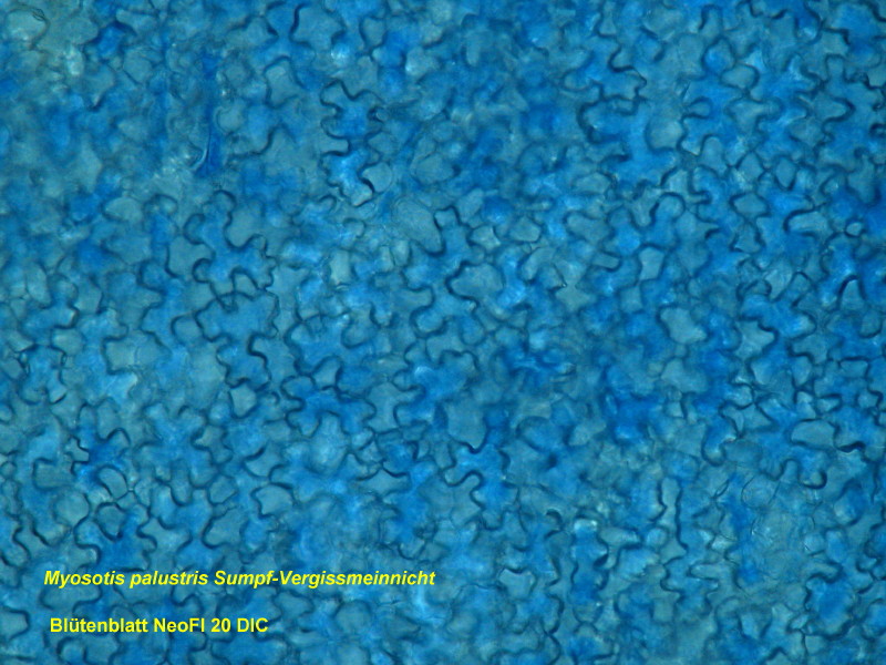 Myosotis Palustris un autre  ne m´oublie pas #4075