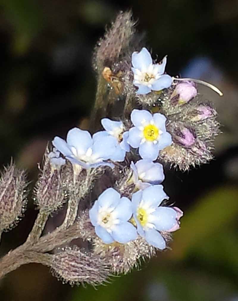 Myosotis ramosissima #51849