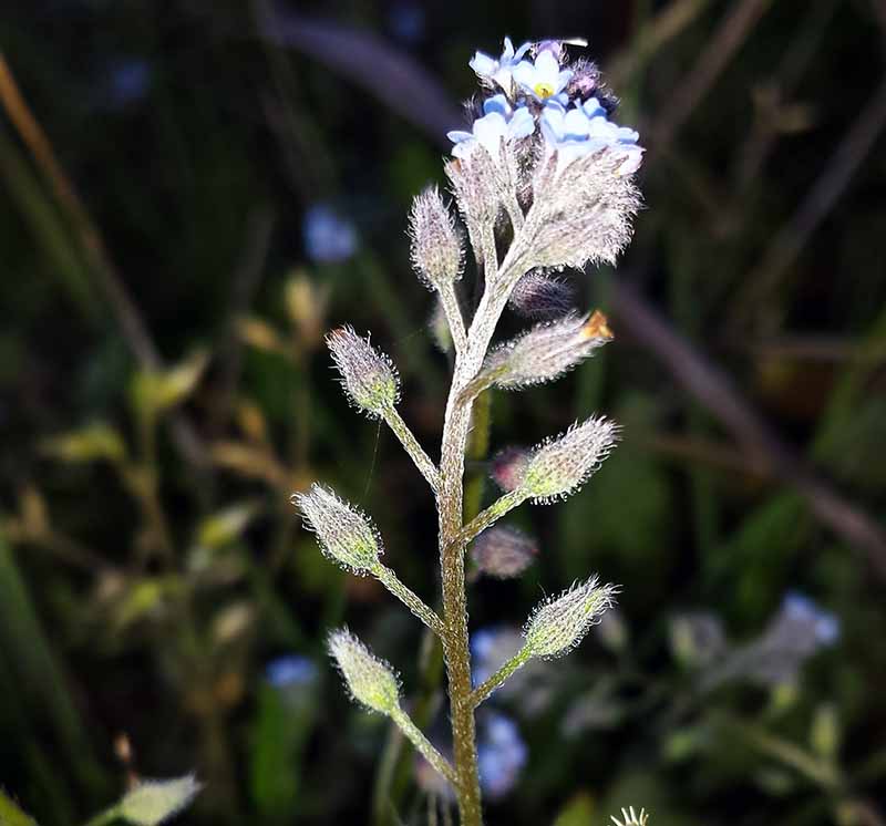 Myosotis ramosissima #51848