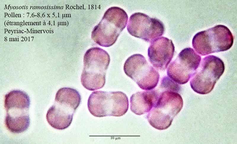 Myosotis ramosissima #51851