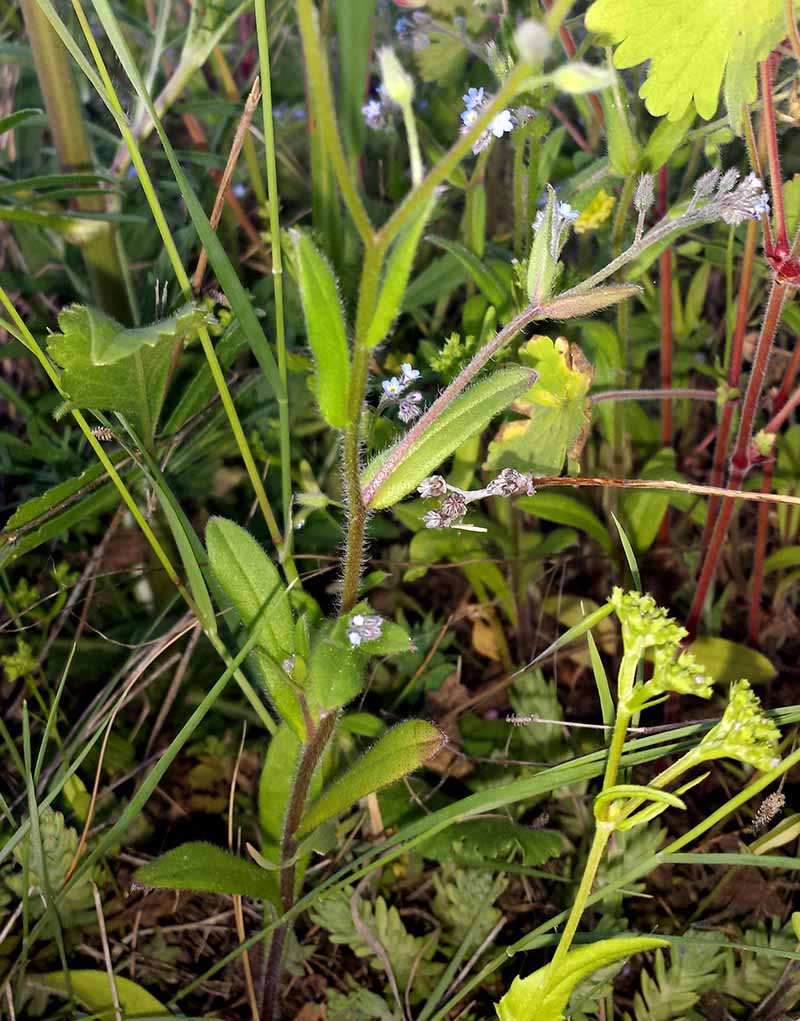 Myosotis ramosissima #51846
