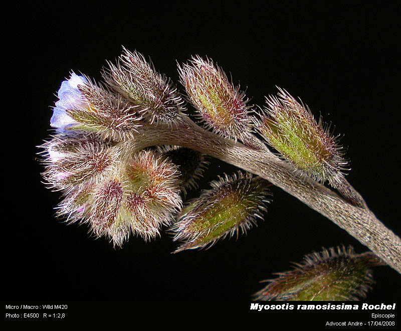 Myosotis ramosissima Rochel (Ne m oubliez pas) #4029