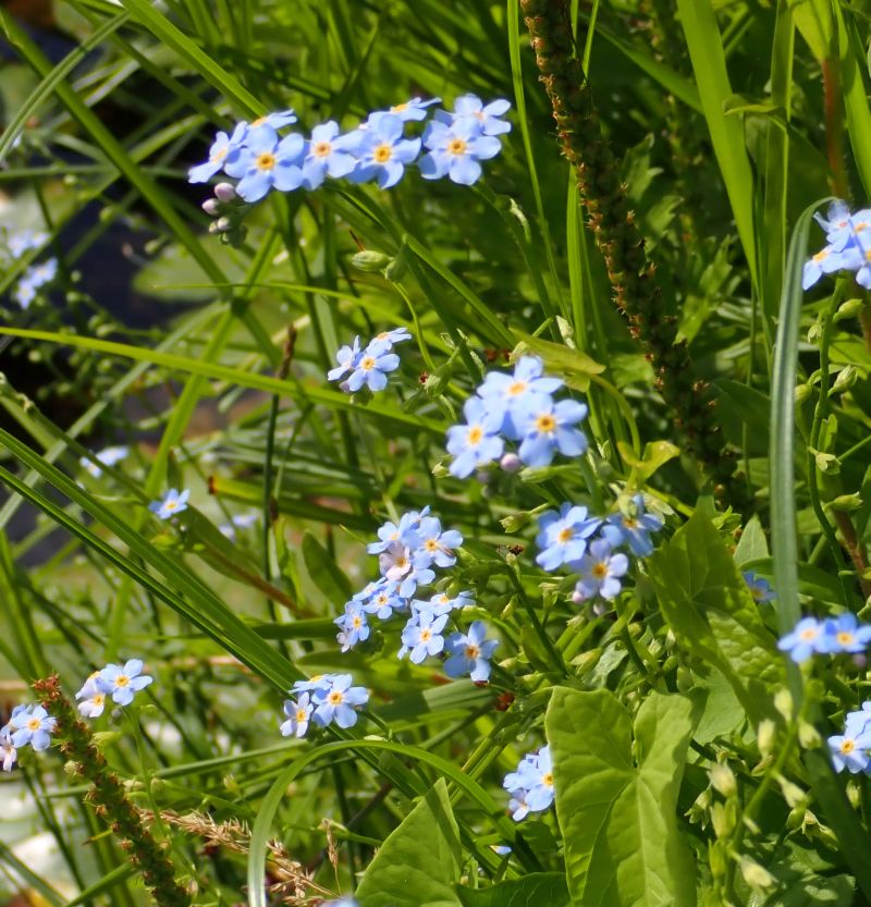 Myosotis scorpioides - Myosotis des marais #75574