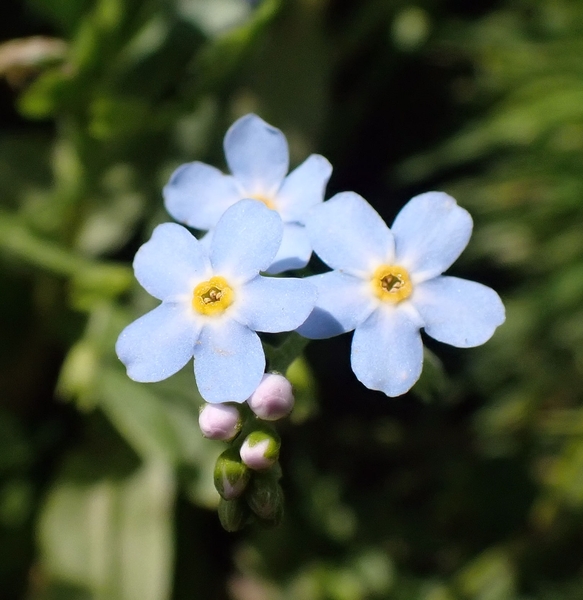 Myosotis scorpioides - Myosotis des marais #75578