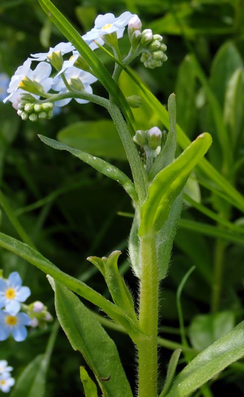 Myosotis scorpioides - Myosotis des marais #75575
