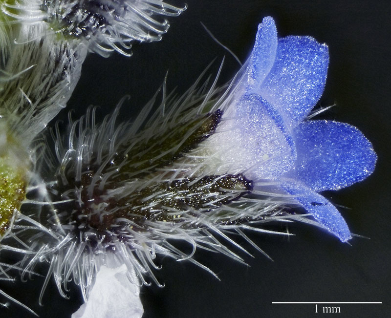 Myosotis stricta #75290