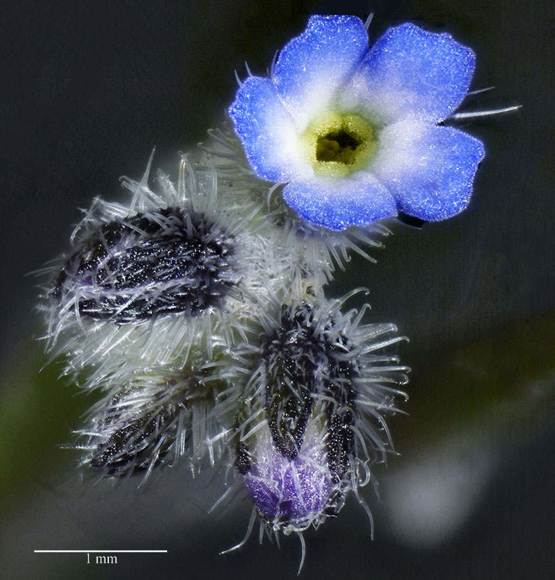 Myosotis stricta #75287