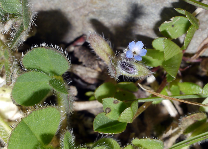 Myosotis stricta #75280
