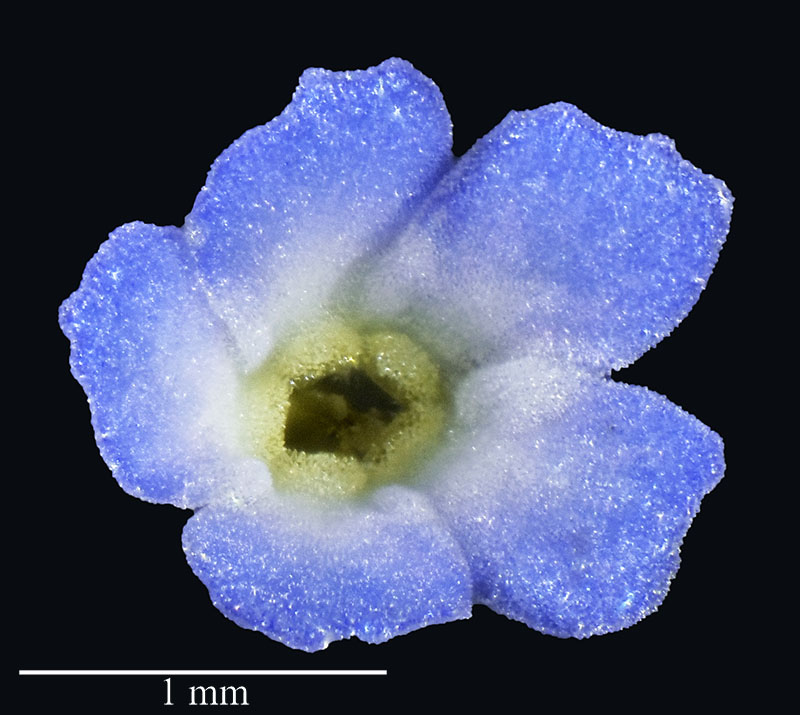 Myosotis stricta #75289