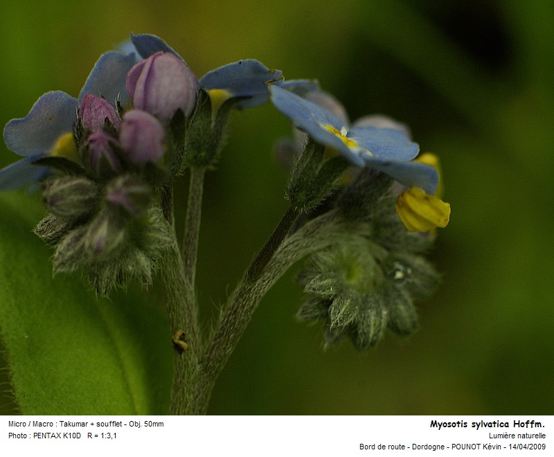 Myosotis sylvatica Hoffm. - Myosotis des bois #9921
