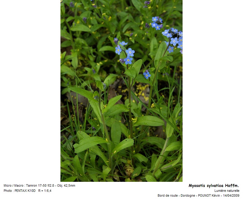 Myosotis sylvatica Hoffm. - Myosotis des bois #9919