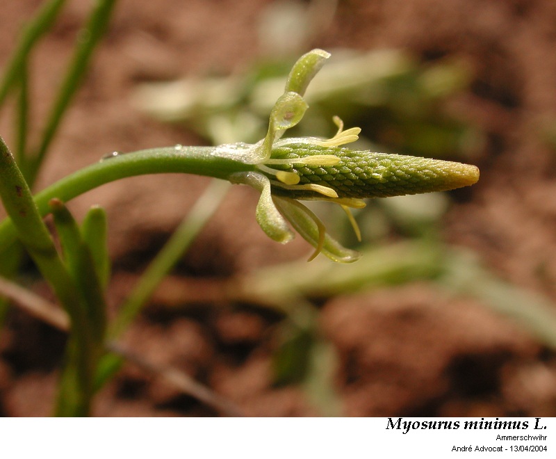 Myosurus minimus L. #43330