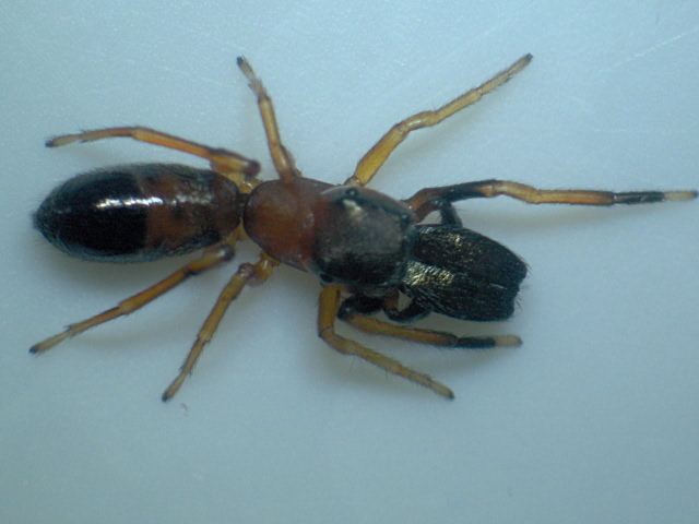 Myrmarachne formicaria - Salticidae #10126