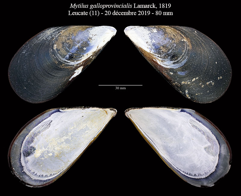 Mytilus galloprovincialis #63456