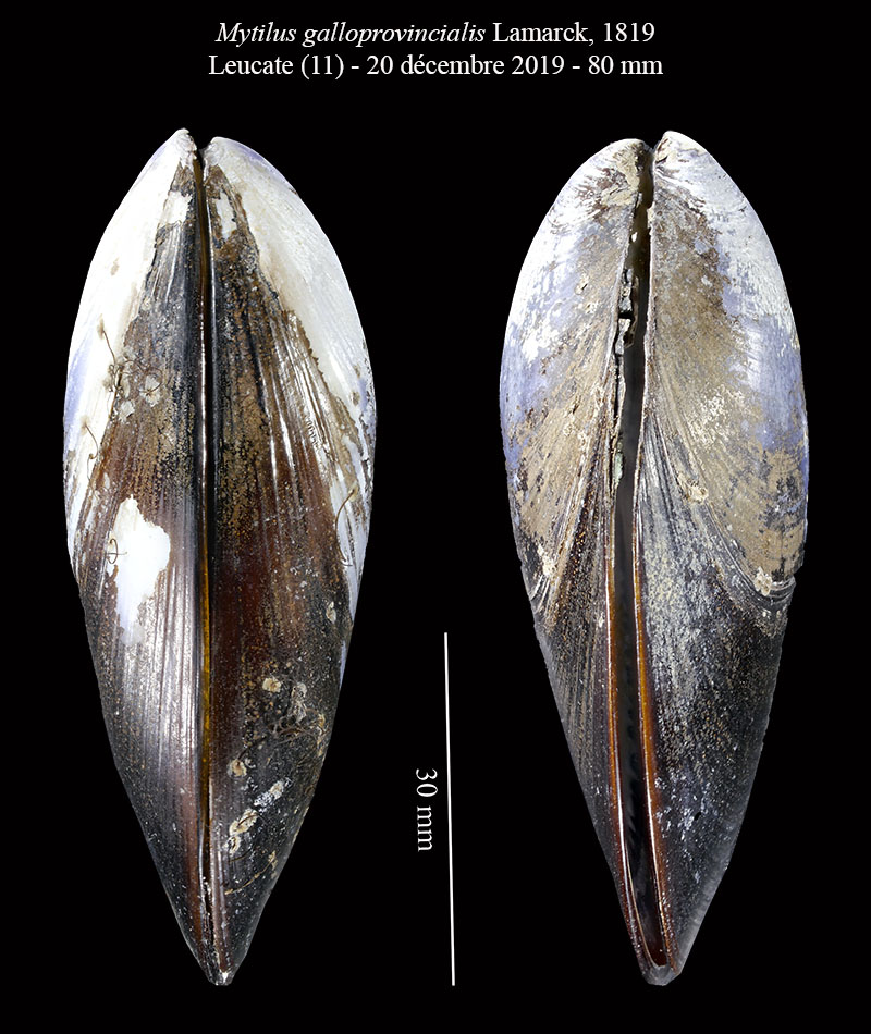 Mytilus galloprovincialis #63457