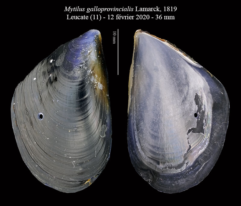 Mytilus galloprovincialis #63454