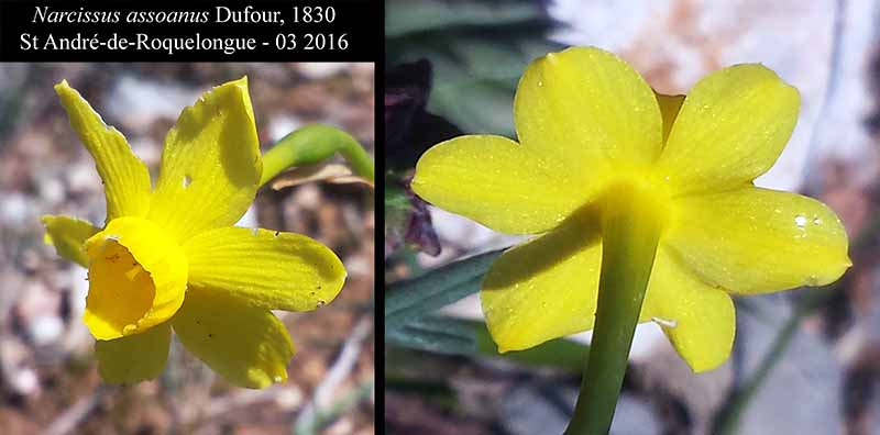 Narcissus assoanus #44292