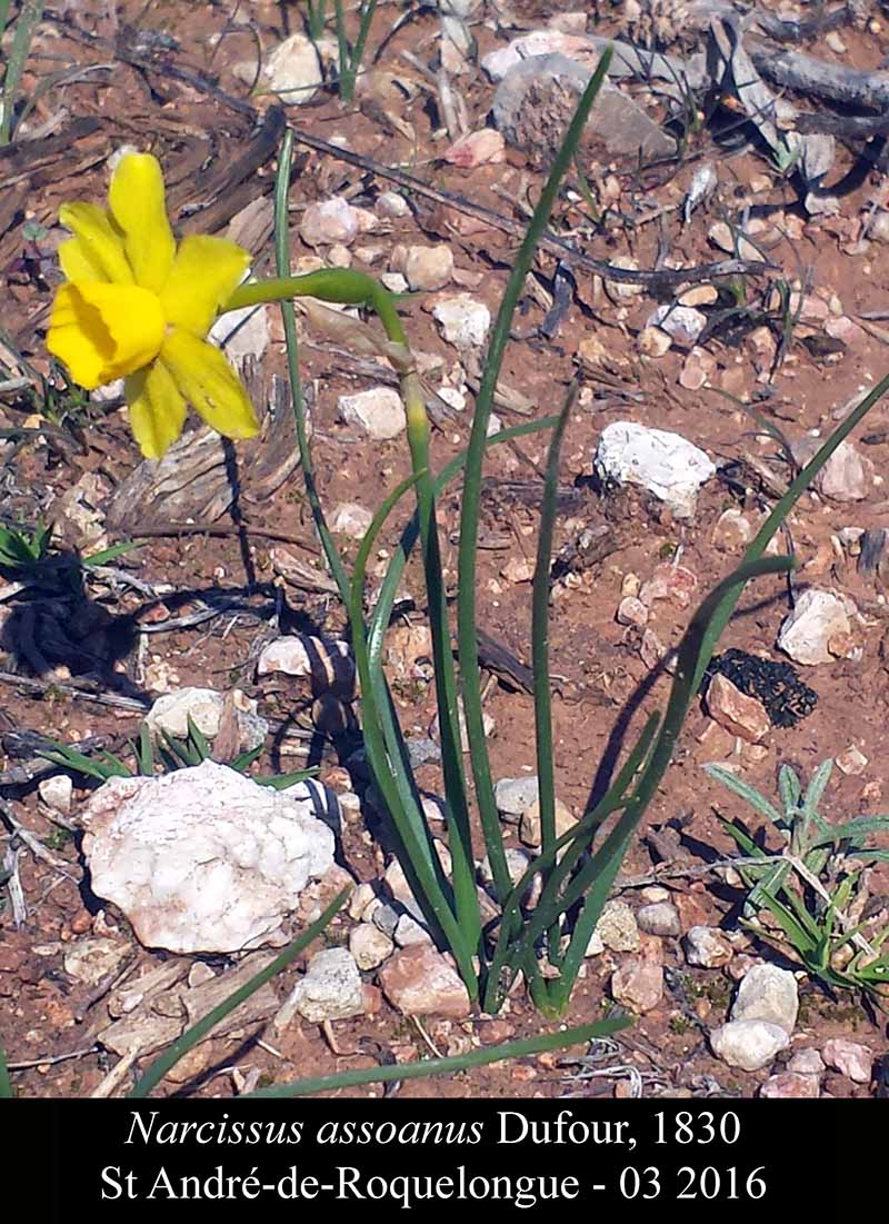 Narcissus assoanus #44291