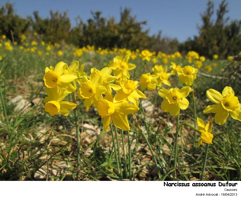 Narcissus assoanus Dufour #30847