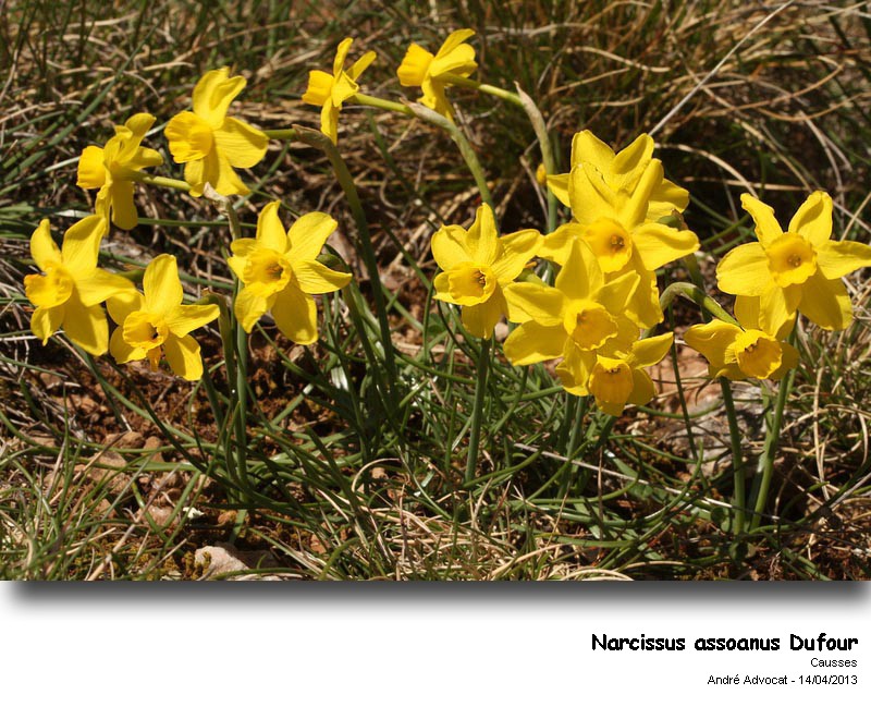 Narcissus assoanus Dufour #30845