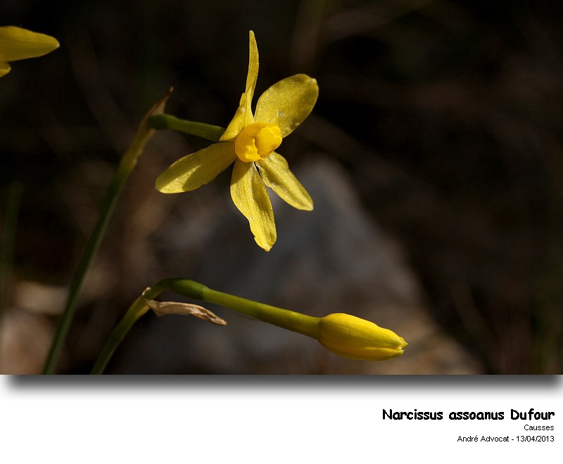Narcissus assoanus Dufour #30846