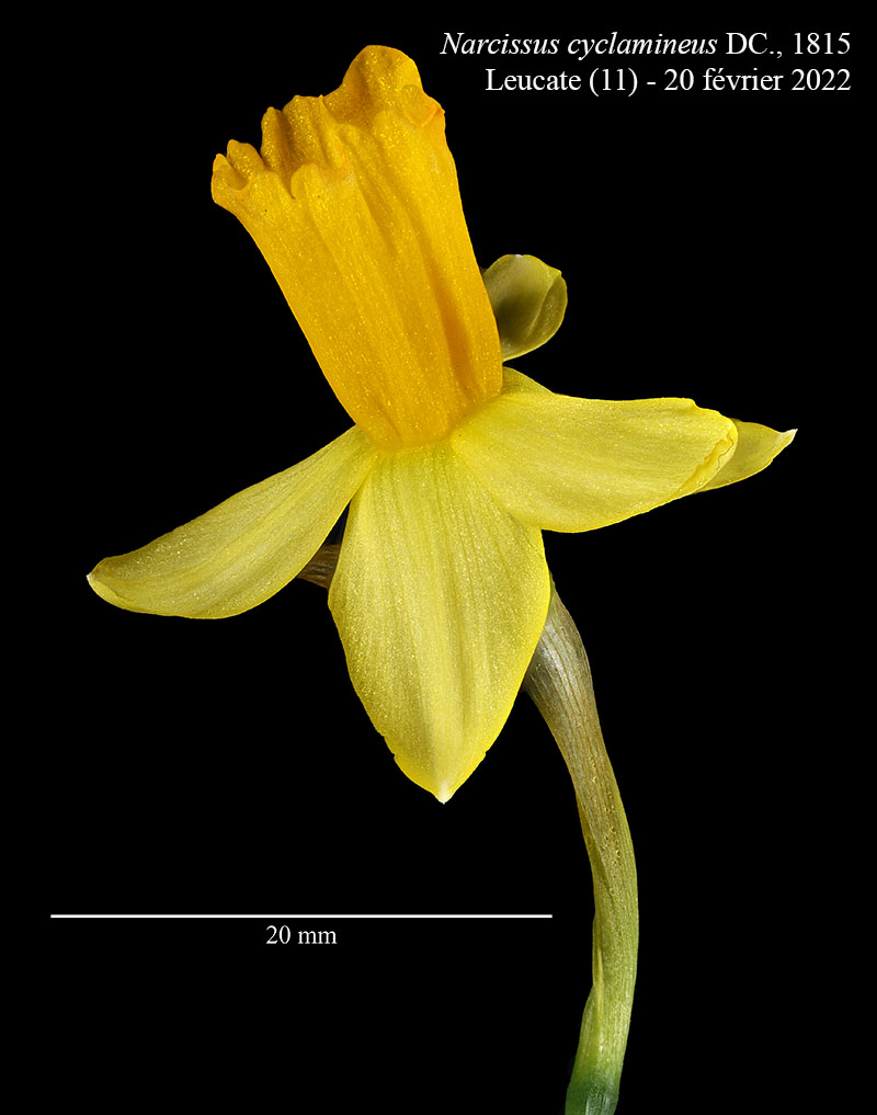 Narcissus cyclamineus #73913