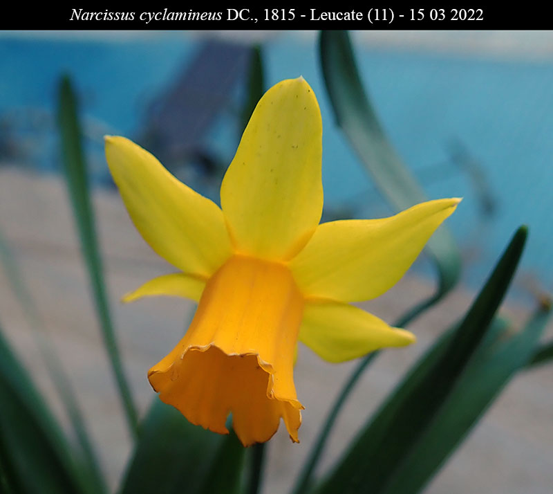 Narcissus cyclamineus #73910