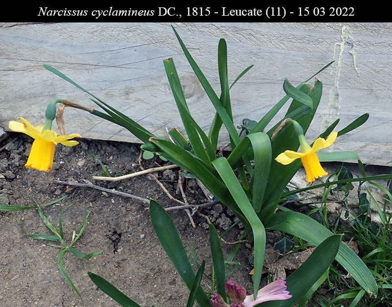 Narcissus cyclamineus #73909