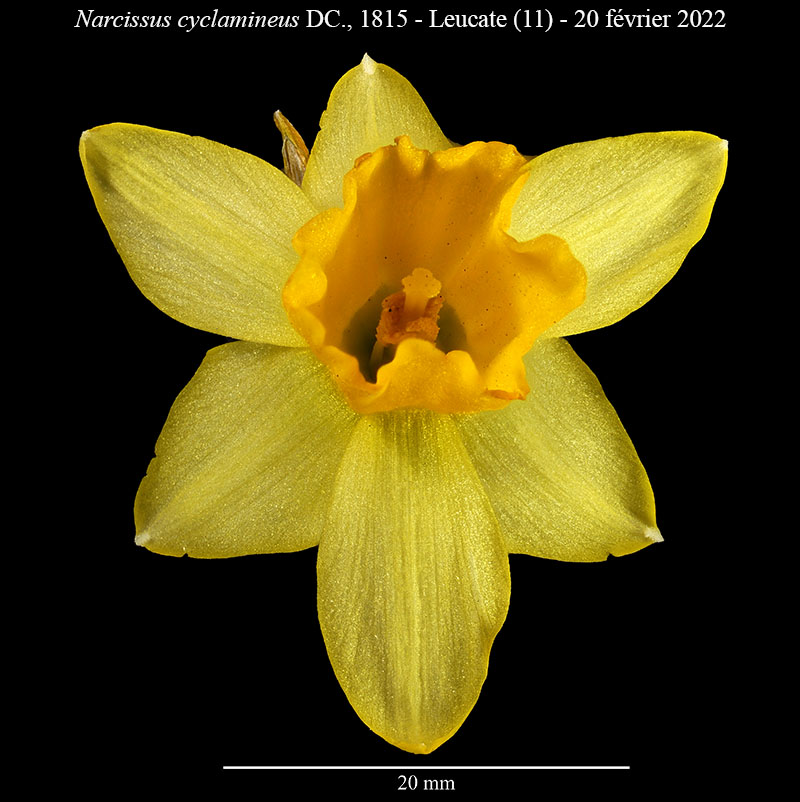 Narcissus cyclamineus #73914