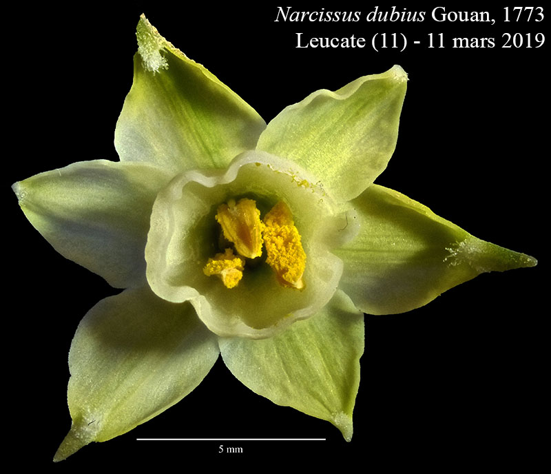 Narcissus dubius #58271