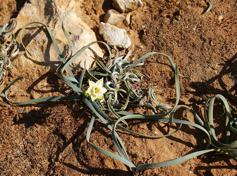 Narcissus dubius #58268