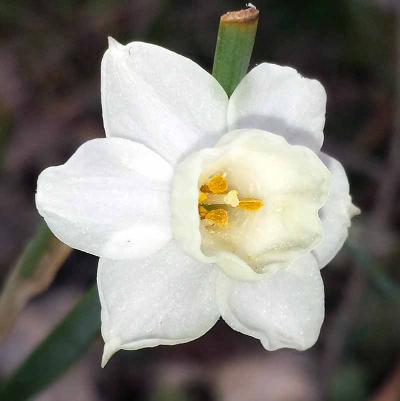 Narcissus dubius #49259