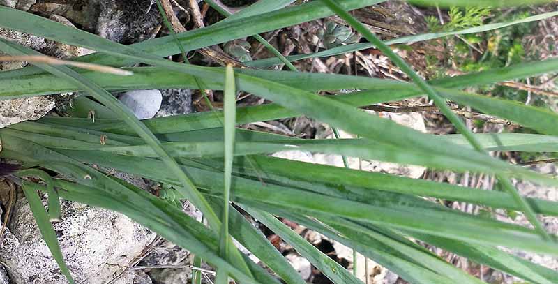 Narcissus dubius #49256