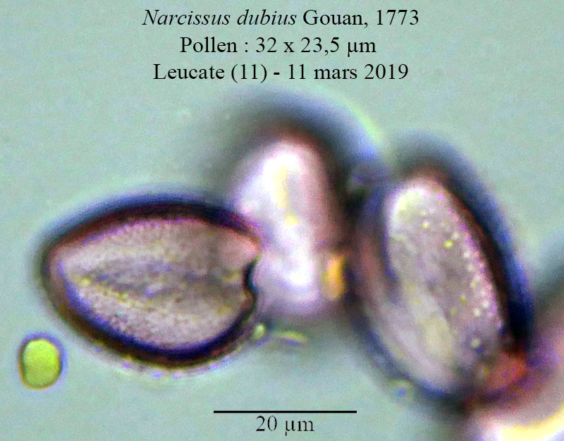 Narcissus dubius #58276