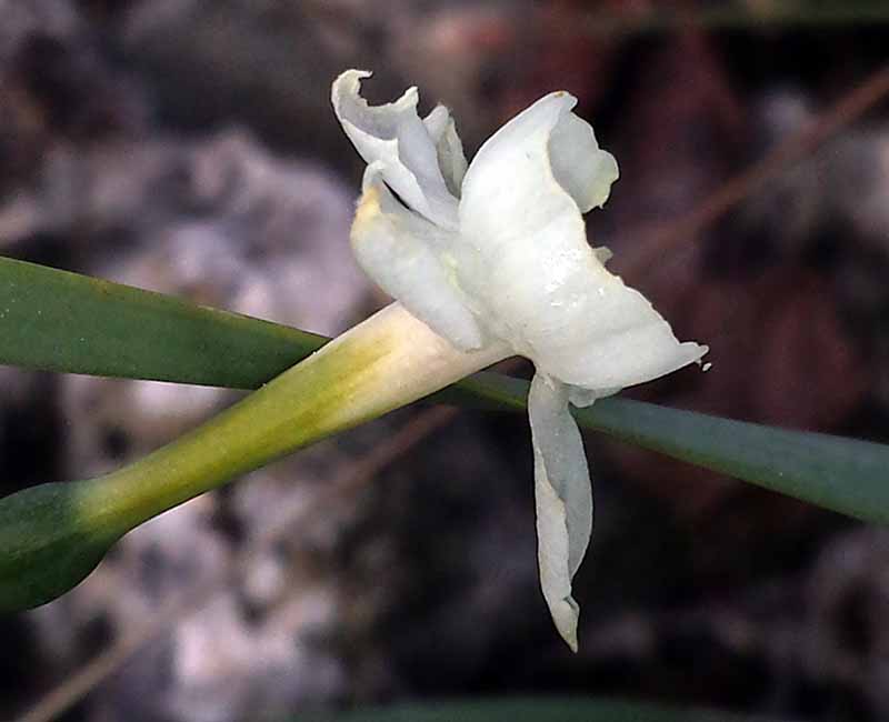 Narcissus dubius #49257